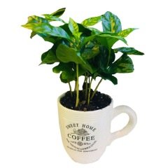 Kupada Coffea (Kahve) Ağacı Bitkisi (8.5 Luk Lüks Saksıda)