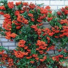 Tüplü Bodur Ateşdikeni Fidanı Bonsai İçin Uygun Bitki