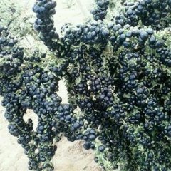 Nadir Siyah Goji Berry Tohumu (1000 adet)