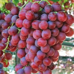 Tüplü Red Flame Seedless Çekirdeksiz Üzüm(Asma-Bağ) Fidanı