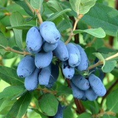 Tüplü Bal Yemişi (Honeyberry) Fidanı (10 adet)