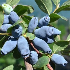 Tüplü Bal Yemişi (Honeyberry)  Fidanı (5 adet)