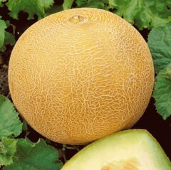 Geleneksel Tohumları Kokulu Ananas Kavun Tohumu Gali Tipi (20 tohum)