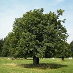 Tüplü Fagus Sylvatica Kayın Ağacı Fidanı