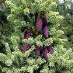 Picea Likiangensis Çin Ladini Tohumu (10 Tohum)