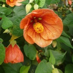 Tüplü Saksıda Somon Abutilon Ağaç Küpesi Çiçeği Fidanı(60-100 cm)