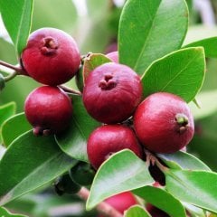 Nadir Çeşit Strawberry Çilek Guava Fidanı