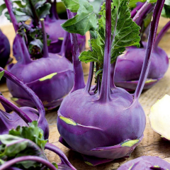 Ata Tohum Mor Kohlrabi (Alabaş) Tohumu (15 Tohum)