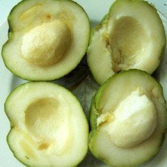 Tüplü Beyaz Sapota (Çikolata Meyvesi) Ağacı Fidanı (30-70 cm)