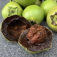 Tüplü Black Sapota (Çikolata Meyvesi) Ağacı Fidanı (30-70 cm)