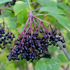 Tüplü Sambucus Nigra Kara Mürver Fidanı Meyve Verme Durumunda
