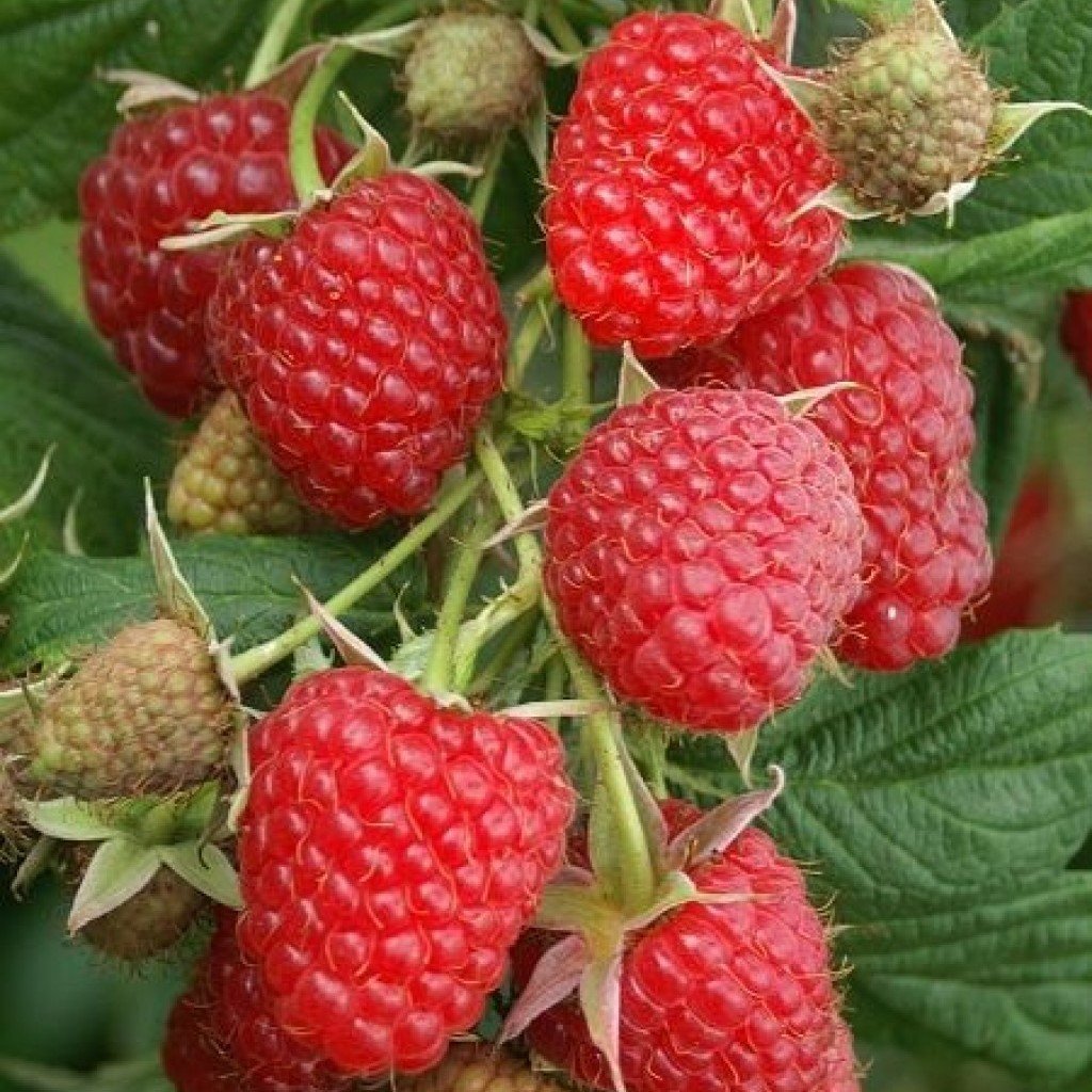 Tüplü Yüksek Verimli İri Meyveli Polka Ahududu Fidanı