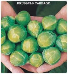 Geleneksel Brüksel Lahanası Tohumu (50 tohum)