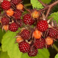 Tüplü Şarap Wineberry Ahududu Fidanı