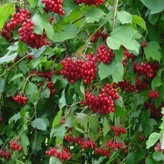 Girebolu Tohumu (5 Tohum)