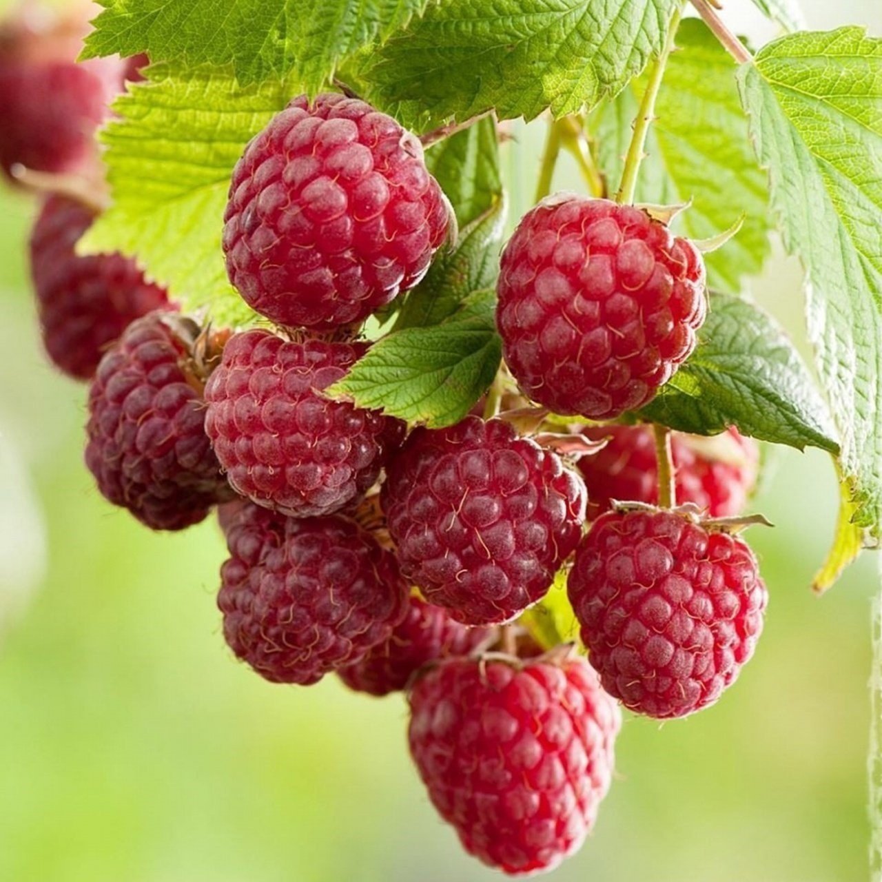 Tüplü Yediveren Dikensiz Hollanda Boduru Ahududu Fidanı