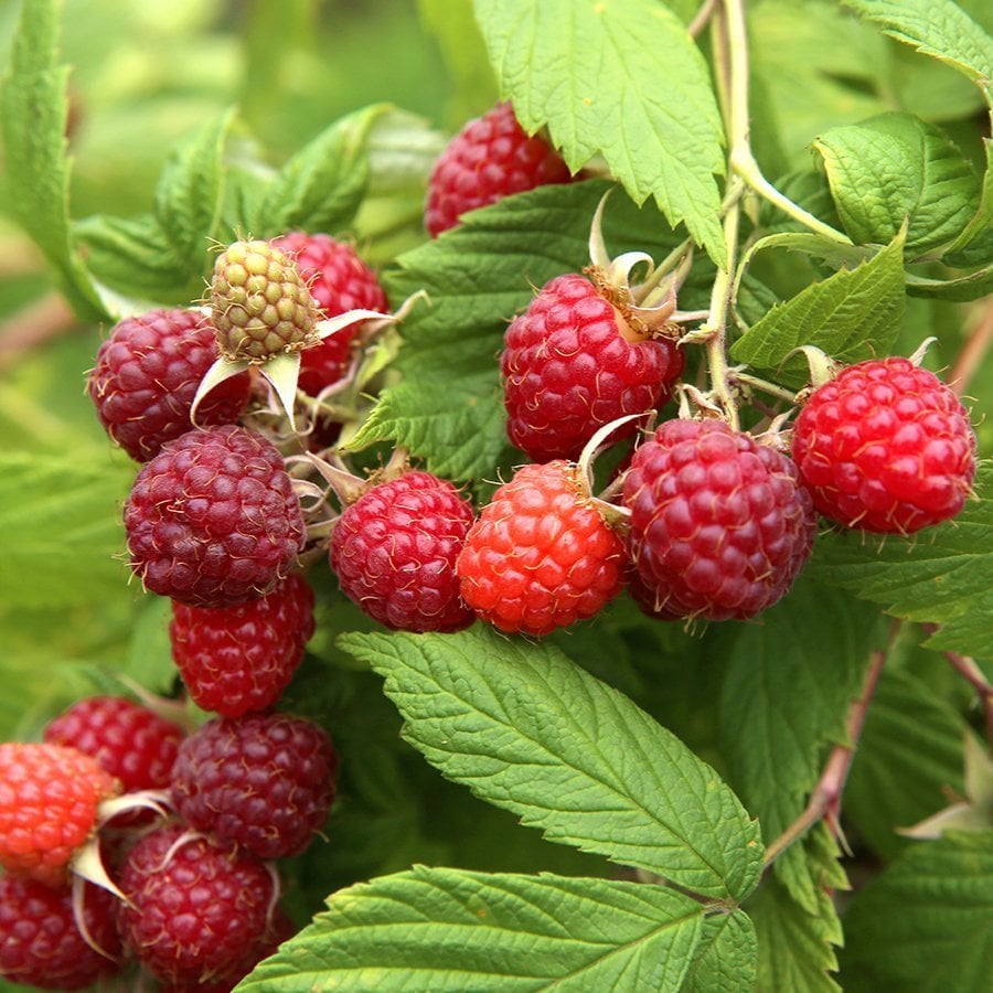 Tüplü Ruby Frambuaz Ahududu Fidanı