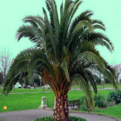 Phoenix Canariensis Hurma Palmiyesi Tohumu (2 adet)