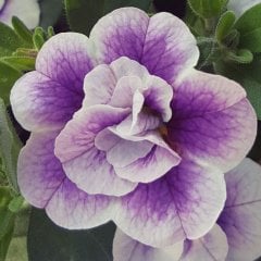 Calita Double Katmerli Bicolor Calibrochoa Çiçeği Fidesi (2 adet)