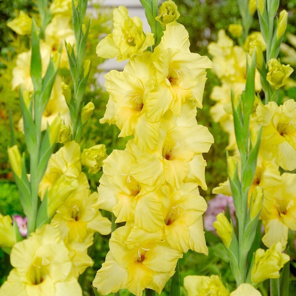 B'Nova Lux Gladiolus Glayör Çiçeği Soğanı (2 Adet)