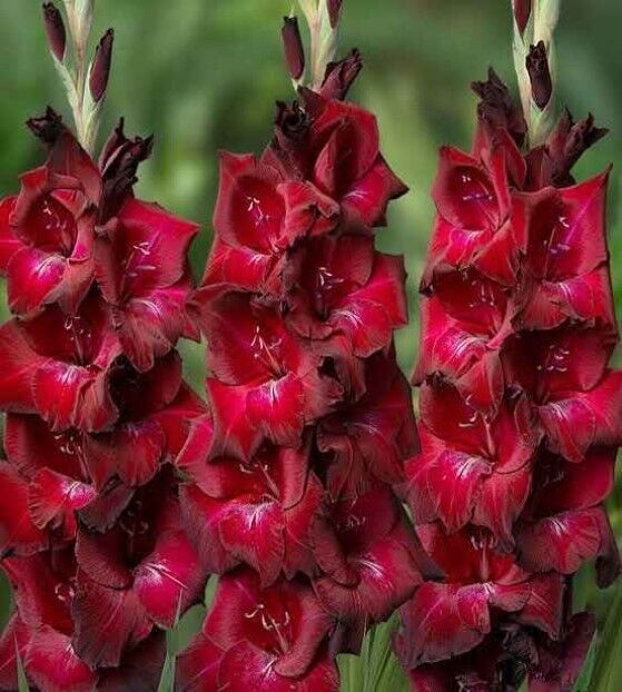Bizet Gladiolus Glayör Çiçeği Soğanı (2 Adet)