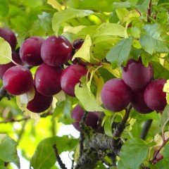 Tüplü Cherry Plum Kiraz Eriği Fidanı