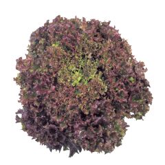 Kırmızı Yapraklı Kıvırcık Marul (1 gram)