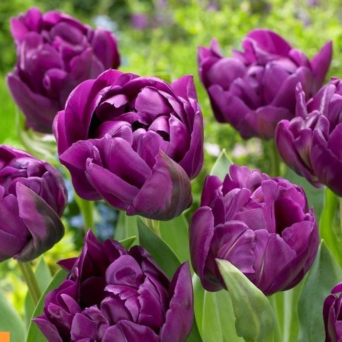 Double Katmerli Negrita Double Lale Soğanı (4 Soğan) Özel Tür