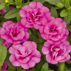 Calita Katmerli Double Rosy Calibrochoa Çiçeği Fidesi (2 adet)
