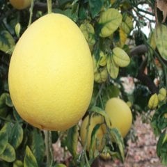 Şadok Pomelo Ağacı Tohumu (5 tohum)