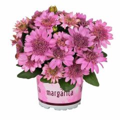 Katmerli Erato Double Pink Bodrum Papatyası Çiçeği Fidesi (1 adet)