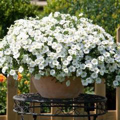 Calita Katmerli Double Snow Calibrochoa Çiçeği Fidesi (2 adet)