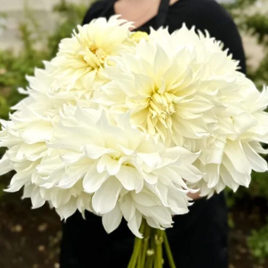 Büyük XXL Çiçekli Snowbound Büyük Çiçekli Dahlia Dalya Yıldız Çiçeği Yumrusu (1 Adet)