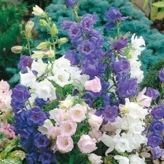 Calycanthema ‘Cup & Saucer’Campanula Karışık Çan Çiçeği Tohumu (100 Tohum)