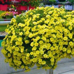 Calita Katmerli Double Sun Calibrochoa Çiçeği Fidesi (2 adet)