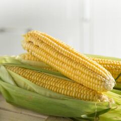 Ata Tohum Geleneksel Kebablık Mangallık Tatlı Şeker Mısır Tohumu (20 TOHUM)