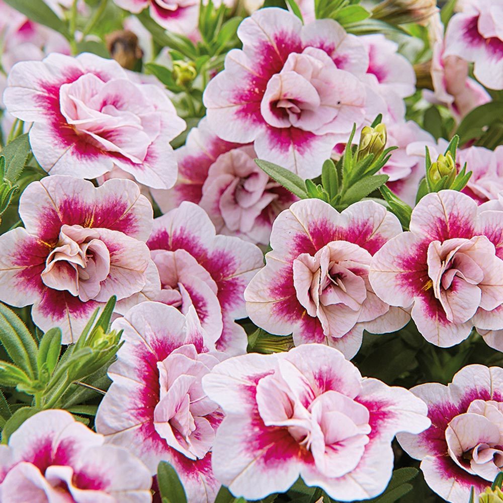 Calita Katmerli Double Sunset Bicolor Calibrochoa Çiçeği Fidesi (2 adet)