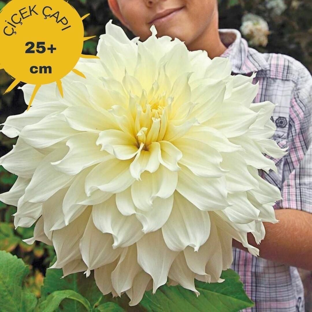 Büyük XXL Çiçekli White Perfection Büyük Çiçekli Dahlia Dalya Yıldız Çiçeği Yumrusu