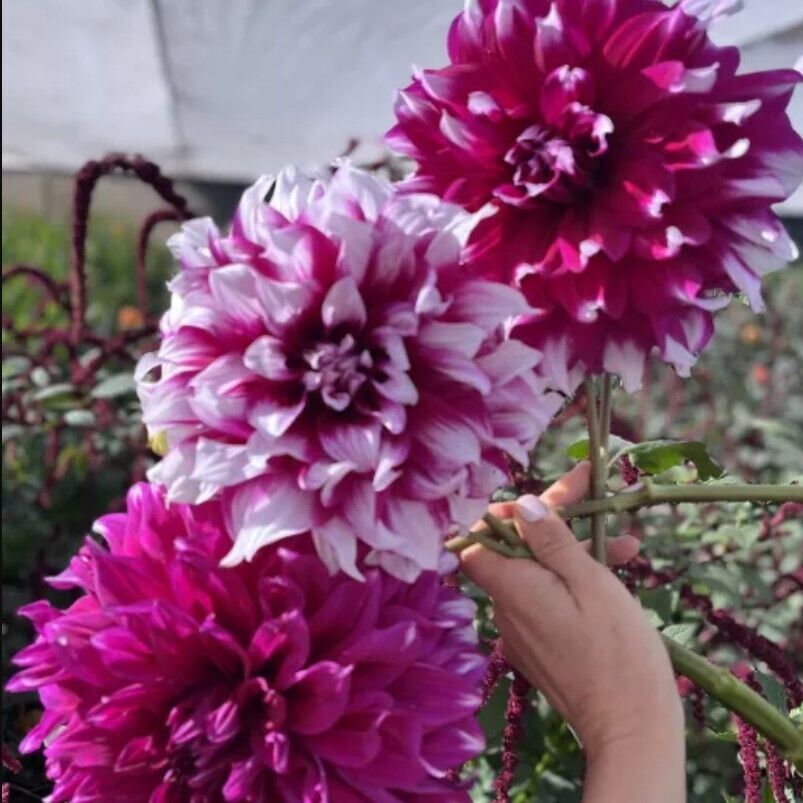 Büyük XXL Çiçekli Yarra Falls Dahlia Yıldız Çiçeği Soğanı Yumrusu (1 Adet)