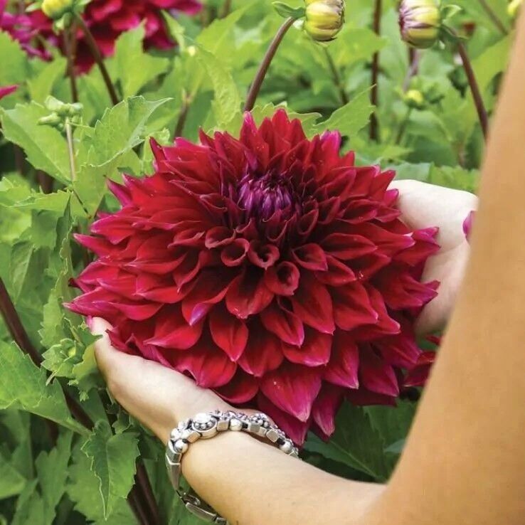 Büyük XXL Çiçekli Zorro Dahlia Yıldız Çiçeği Soğanı Yumrusu (1 Adet)