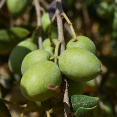 Tüplü Topak Tavşan Yüreği Zeytin Fidanı