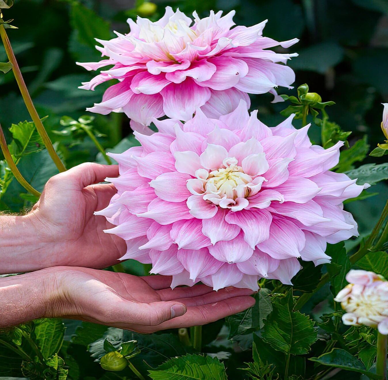 Büyük XXL Çiçekli Gitt's Perfection Dahlia Yıldız Çiçeği Soğanı Yumrusu (1 Adet)