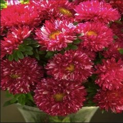 Pompon Fire Beacon Aster Çiçeği Tohumu (50 tohum)