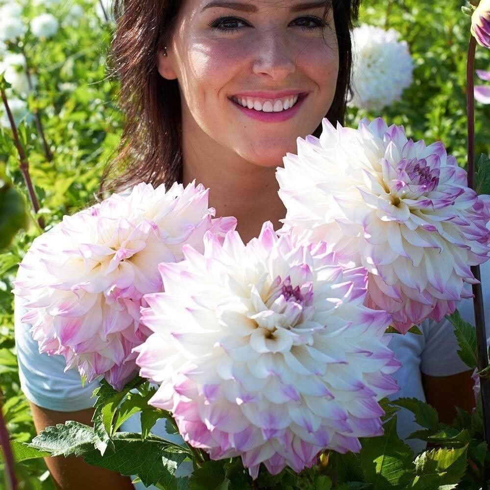 Büyük XXL Çiçekli Ice Hapet Blue Eyes Dahlia Yıldız Çiçeği Soğanı Yumrusu (1 Adet)