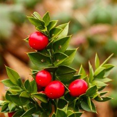 Ruscus Aculeatus Kokina Tavşan Memesi Tohumu (5 tohum)