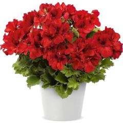 Bright Red Aristo Sardunya Canan Çiçeği Fidesi (1 adet)