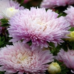 Pompon Rose Aster Çiçeği Tohumu (50 tohum)
