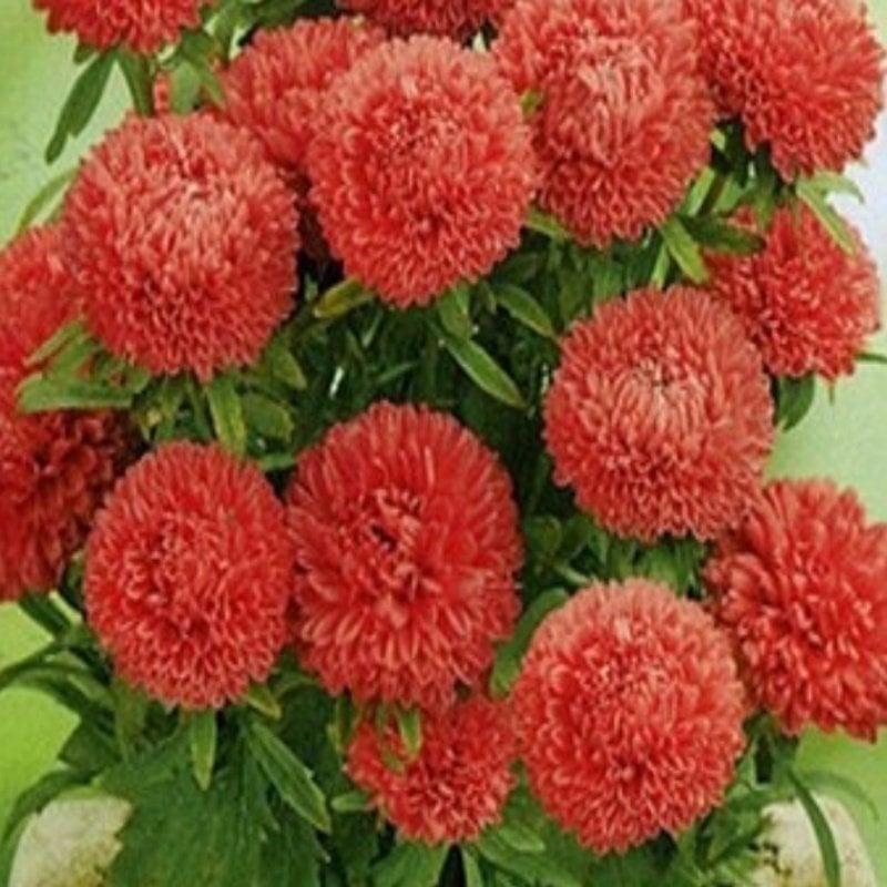 Pompon Salmon Red Aster Çiçeği Tohumu (50 tohum)