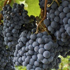 Tüplü Siyah Cabernet Sauvignon Üzüm(Asma-Bağ) Fidanı