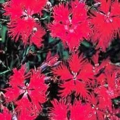 Dianthus Superbus Red Bol Kokulu Karanfil Çiçeği Tohumu(100 adet)